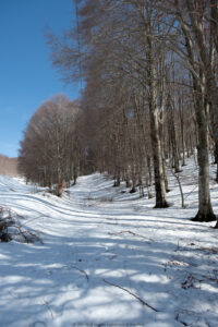 livata neve sentiero alberi